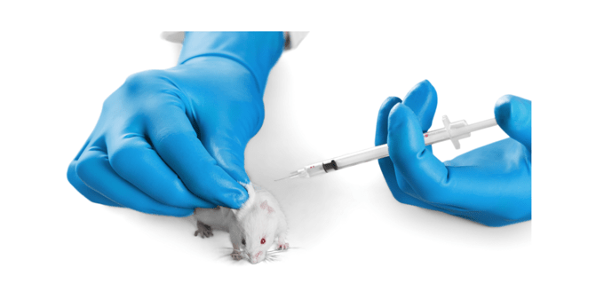 A mouse in a lab receives an injection.